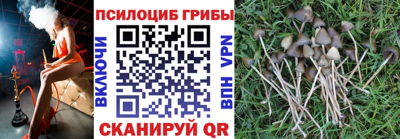 Купить где  Никольское  Галлюциногенные грибы прущие грибы 